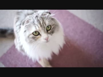 【#361】 本日の猫様達　【猫万歳】