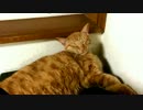 眠たくて眠たくて仕方ない猫