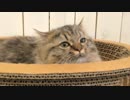 猫カフェ行ってきた＠本川越