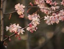 蟲と桜、嘘とコンクリート【へたっぴだけど頑張って歌ってみた】