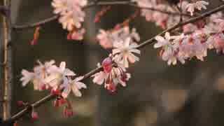 蟲と桜、嘘とコンクリート【へたっぴだけど頑張って歌ってみた】