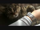 お風呂でスイスイ泳いでた猫