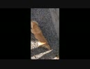 クリームはやんちゃ。カレーは大人しい。