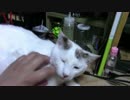 【生後339日】きょうの仔猫【蒼民家の猫々】