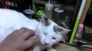 【生後339日】きょうの仔猫【蒼民家の猫々】