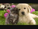 【ドリカム】の【LOVE LOVE LOVE】をマンドリンで。