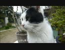 とある田舎の猫事情　～白黒猫のまたたび遊び～