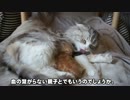 【#362】 血の繋がらない親子　【猫万歳】