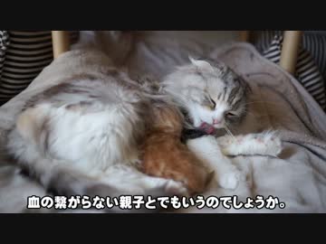 【#362】 血の繋がらない親子　【猫万歳】