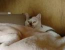 押し入れの中のみみ