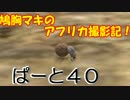 【AFRIKA】鳩胸マキのアフリカ撮影記！ぱーと㊵幸運を運ぶフンコロガシ