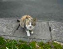公園のぬこ
