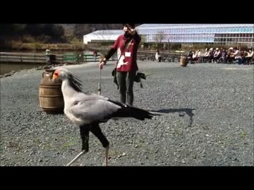 ヘビクイワシのピーコちゃん