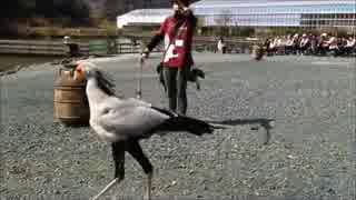 ヘビクイワシのピーコちゃん