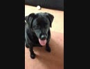 キャッチ出来ない犬