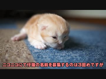 【#363】 （募集停止)　名前をくださ〆（募集停止)　【猫万歳】