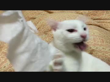 【宇宙猫】保護猫、ティッシュ相手にあらぶる