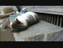 とある田舎の猫事情　～とも君、またたびにハマる～