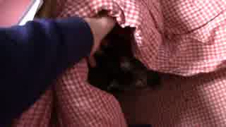 【生後341日】きょうの仔猫【蒼民家の猫々】