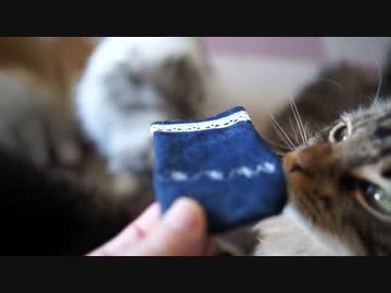 【#364】 キャットニップと猫　【猫万歳】