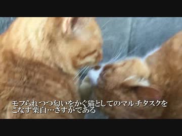茶トラ猫のフギャーという鳴き声、他の猫にほんのり感染する