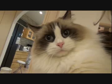 ラグドールのレオ　Vol68 レオVS猫転送装置