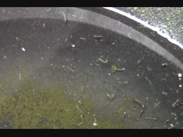 なんじゃこりゃ！！ボウフラだらけ！！