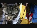 【生後342日】きょうの仔猫【蒼民家の猫々】
