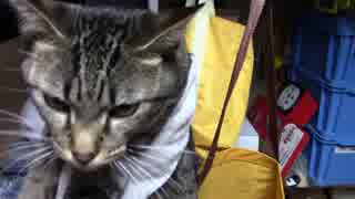 【生後342日】きょうの仔猫【蒼民家の猫々】