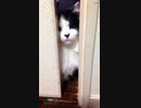 trim.9B514543-8987-4419-A944-012ADDE1195B.MOV
