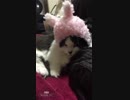 trim.7661A726-A582-4108-BDD2-5D09419B6F50.MOV