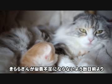 【#365】 きらら「母乳はじめました」　【猫万歳】