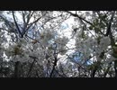 2015春の風景