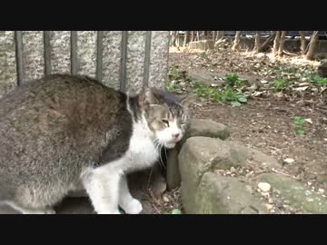 【三分くらい耐久】下っぱ猫の切ない鳴き声を堪能する