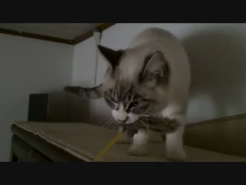 【シロとトラ】シロは意外と器用かも