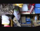 【生後343日】きょうの仔猫【蒼民家の猫々】