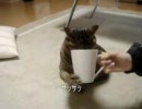 猫の変な水の飲み方(-∀-)