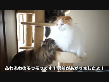 【#366】 ※音量注意※ココアの体が乾くまで　【猫万歳】