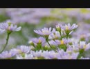 【オリジナル曲】　紫苑　【追憶：追想】