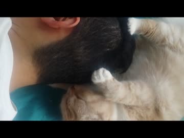 【こぢゃ】猫に毛づくろいされた