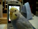 （自分に興奮）待ち受けインコ
