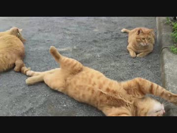 公園の茶トラ猫兄弟、変わらないキトゥンっぷりを発揮する