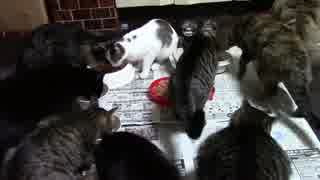 こんしゅうのおやつ【蒼民家の猫々】