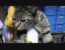 【生後344日】きょうの仔猫【蒼民家の猫々】