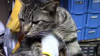 【生後344日】きょうの仔猫【蒼民家の猫々】