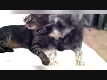 ネコVS犬！勝つのはどっちだ【腹筋崩壊】