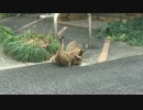 【閲覧注意】猫時空の母猫、出産をするも…