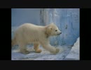 天王寺動物園・ホッキョクグマ親子