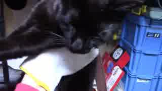 【生後345日】きょうの仔猫【蒼民家の猫々】