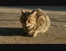 省エネの若キジ